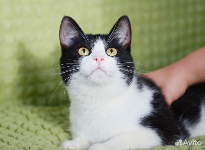 Томас в добрые руки