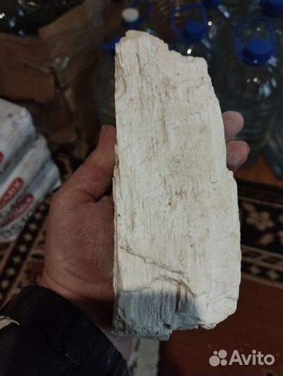 Окаменелое дерево. Торг