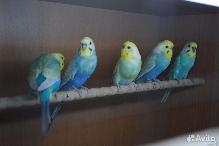 Волнистый попугай ручной