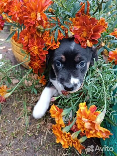 Плюшивая девчушка