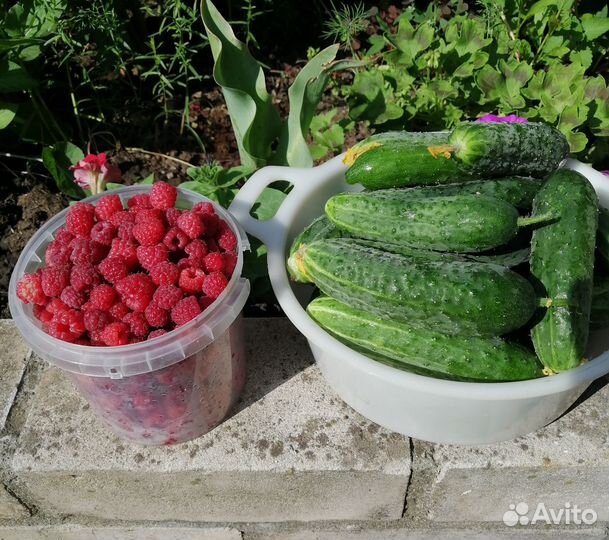 Огурцы, Малина