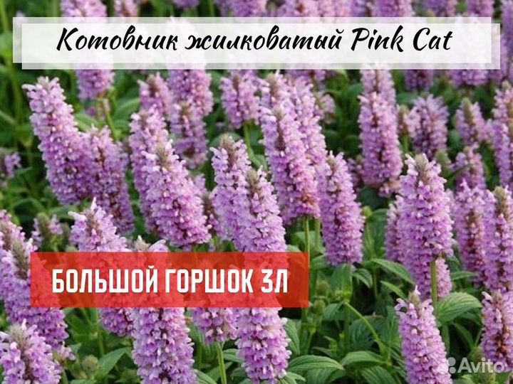 Котовник Фассена, растения для природного сада