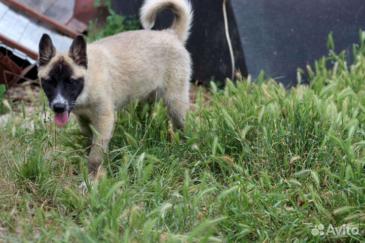 Щенок в добрые руки