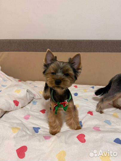 Йоркширский терьер мальчик