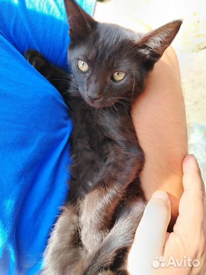 Собаки и кошки в добрые руки