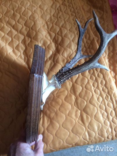 Вешалка- рога косули