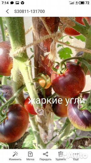 Семена сортовых томатов