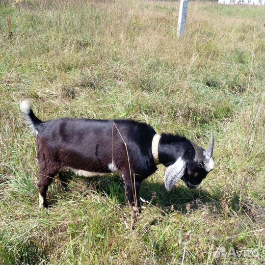 Коза, Козел