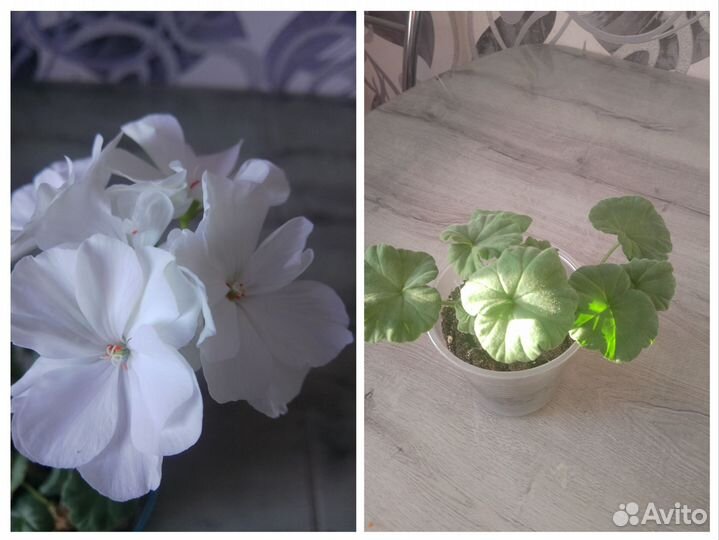 Комнатные растения