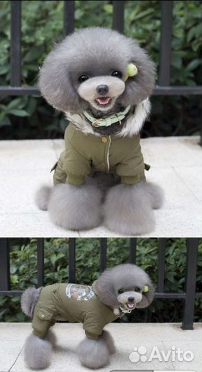 Одежда для маленьких собак