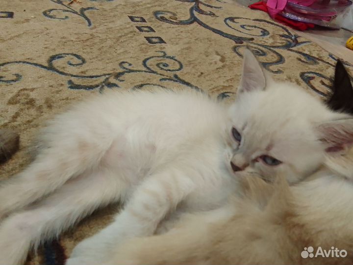 Тайские котята