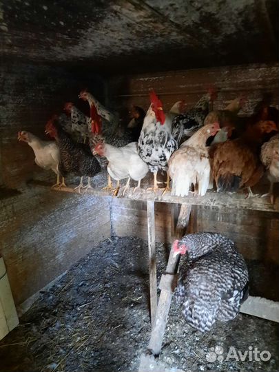 Куры и индюки