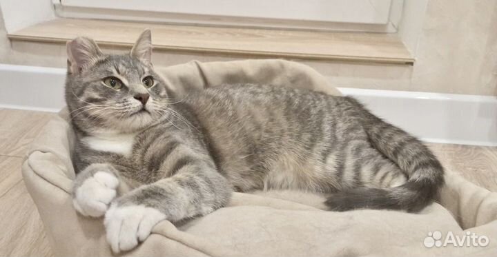 Отдам в добрые руки