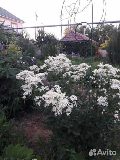 Клематис кустовой. Растения в сад