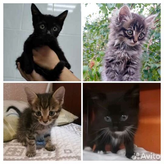 Очаровашки,белые/чёрные/серые котятки,1,5-3,5 мес