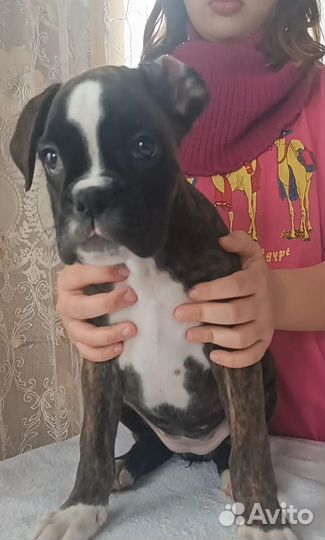 Немецкий боксер