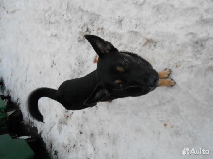 Собака в добрые руки