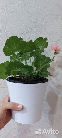 Пеларгония герань