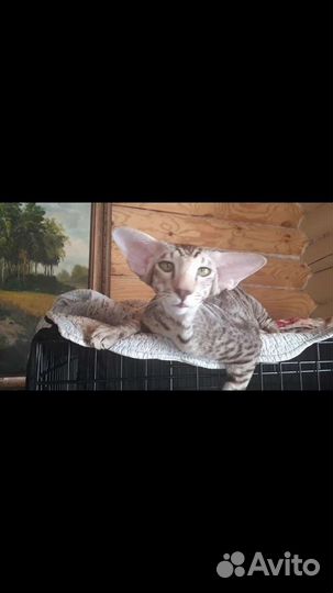 Вязка котом Ориенталом