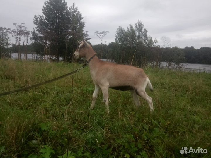 Альпийские козлята
