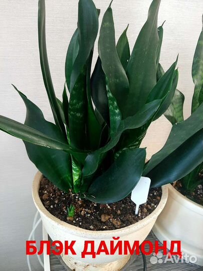 Сансевиерии: блэк даймонд и робуста