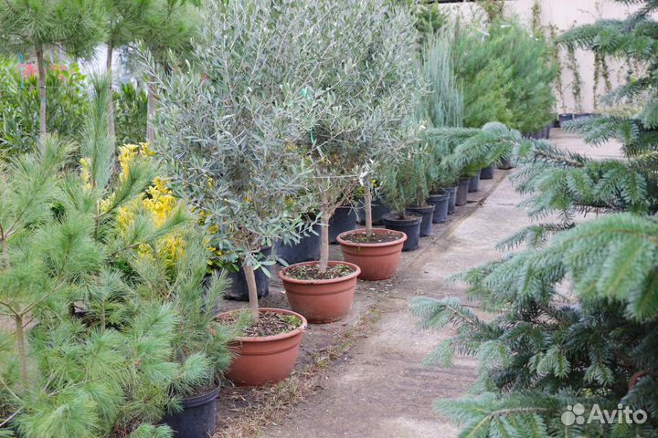 Оливковое Дерево 150-180, олива