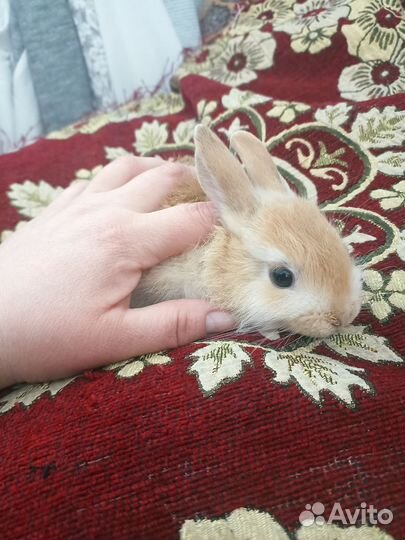 Декоративные кролики