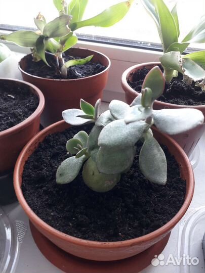 Денежное дерево(Толстянка)