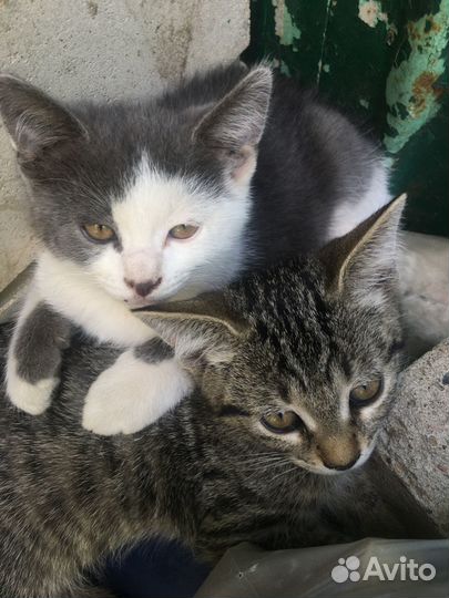 Котята в добрые руки бесплатно