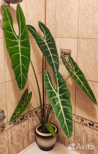 Алоказия Лонгилоба