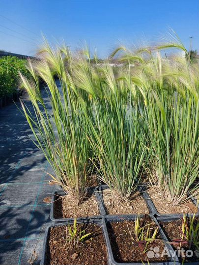 Декоротивные растения в ассортименте