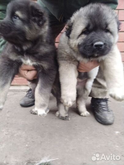 Кавказская овчарка