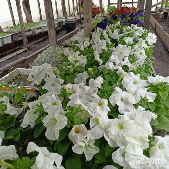 Ампельная петуния кустовая