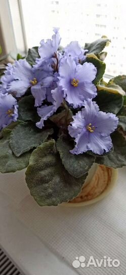 Фиалка, лист