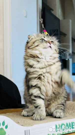 Шотландские вислоухие котята