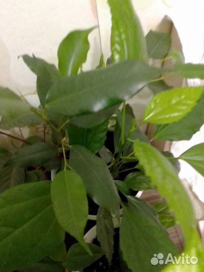 Цветы и отростки