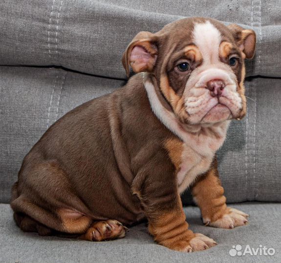 Английский бульдог девочка Москва