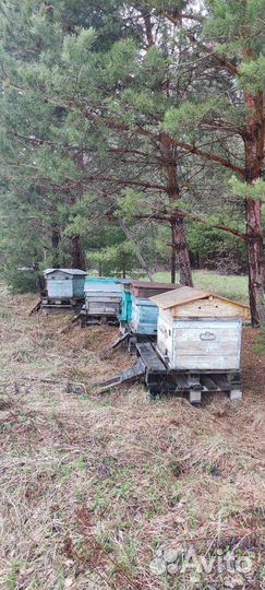 Ульи без пчел