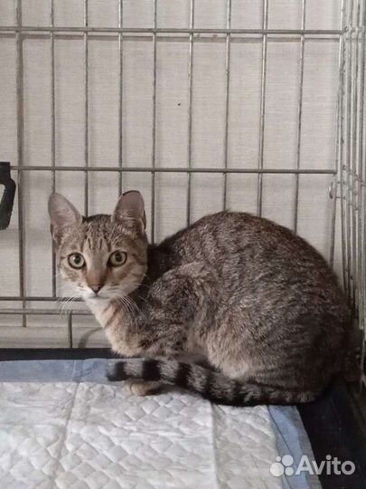 Ветеринарная служба. Клиника. Вызов врача