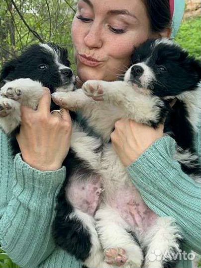 Пушистики привитые с доставкой