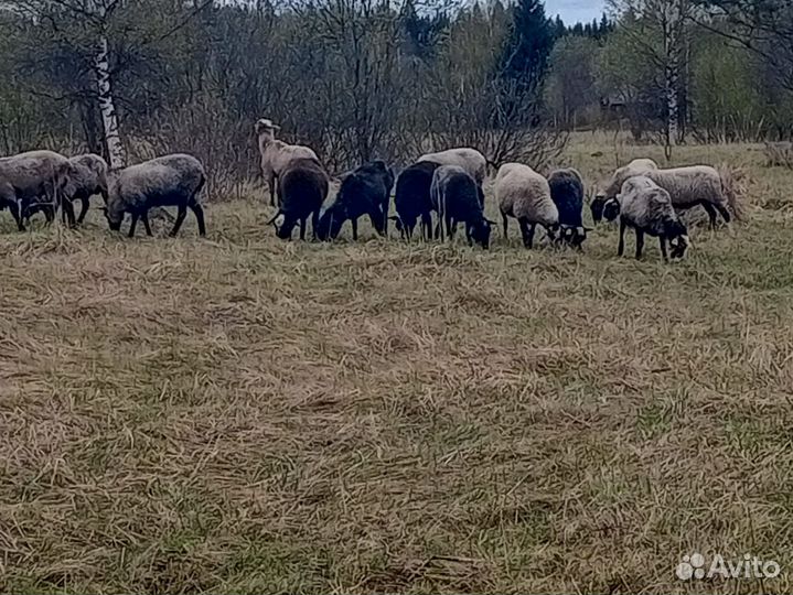 Овцы и бараны романовский порода