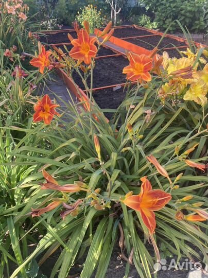 Лилейники сортовые