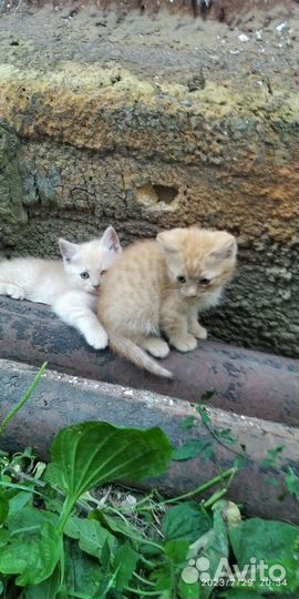 Котики бесплатно в добрые руки