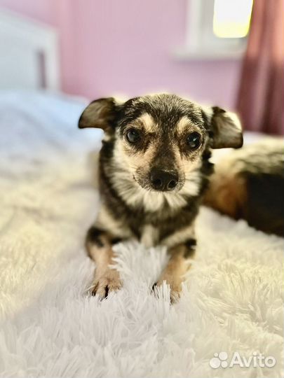 Маленькая собачка, 2 года