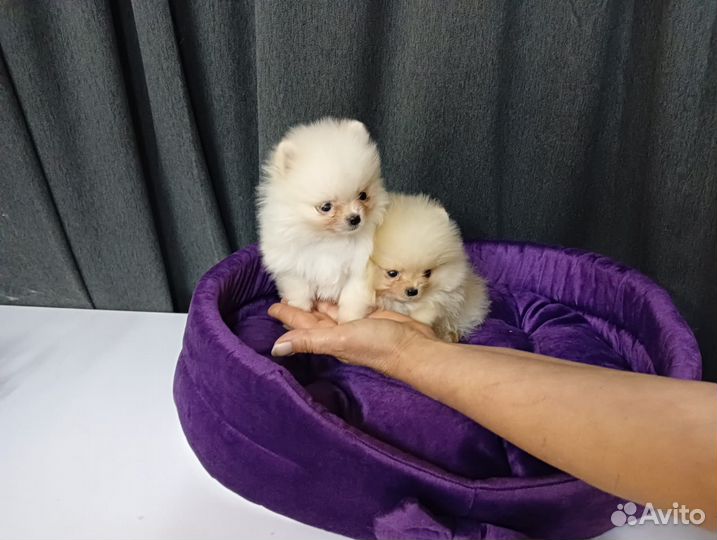 Мини пом