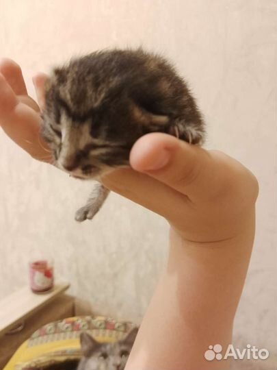 Отдам котенка в добрые руки