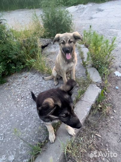 Щенки ищут дом