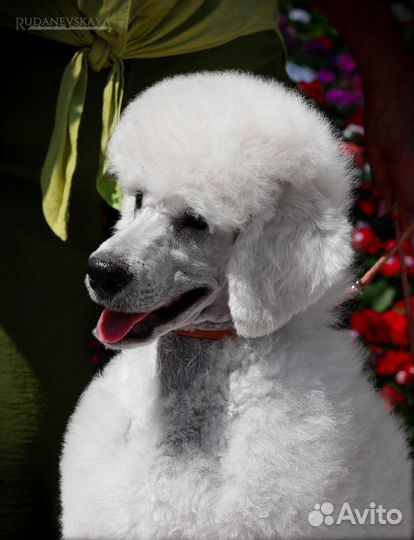 Королевский пудель