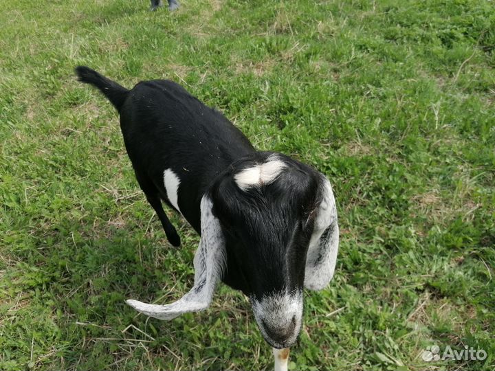 Англо нубийские козы