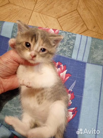 Котенок неженка